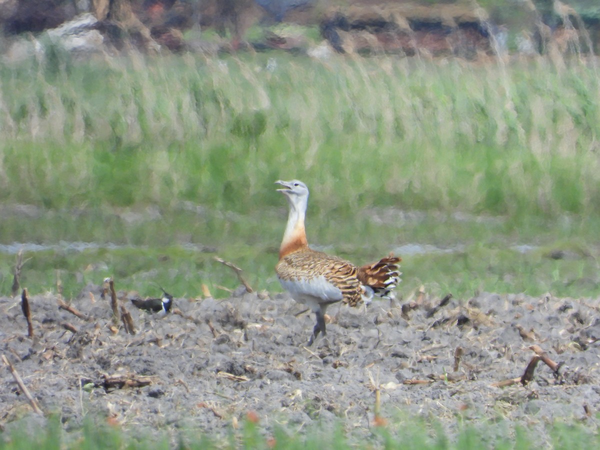 Great Bustard - Josip Turkalj