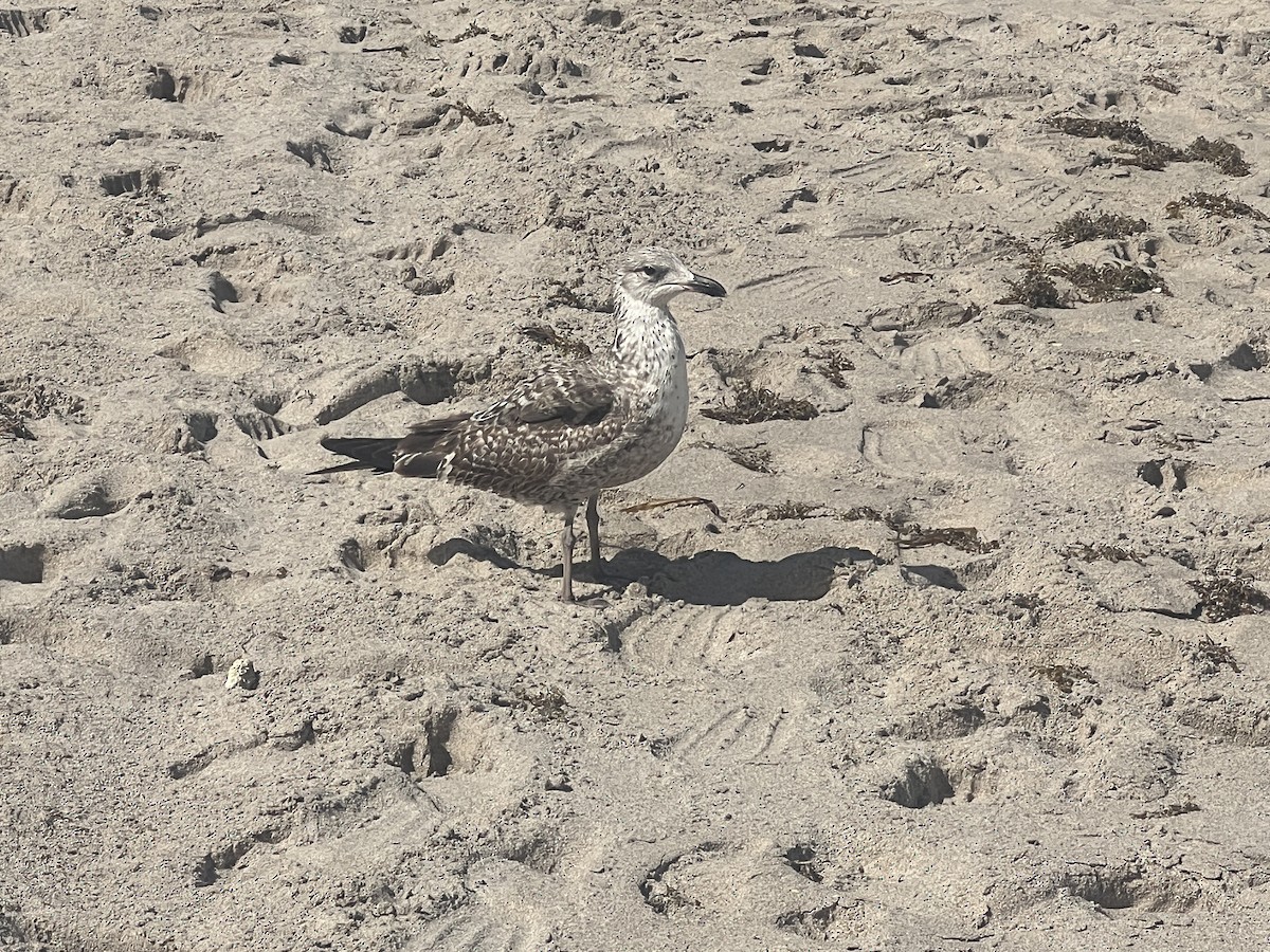 Lesser Black-backed Gull (graellsii) - ML618172655