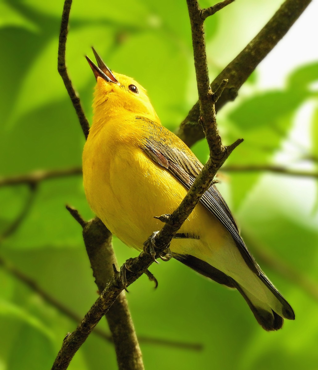 Prothonotary Warbler - Katey Buster