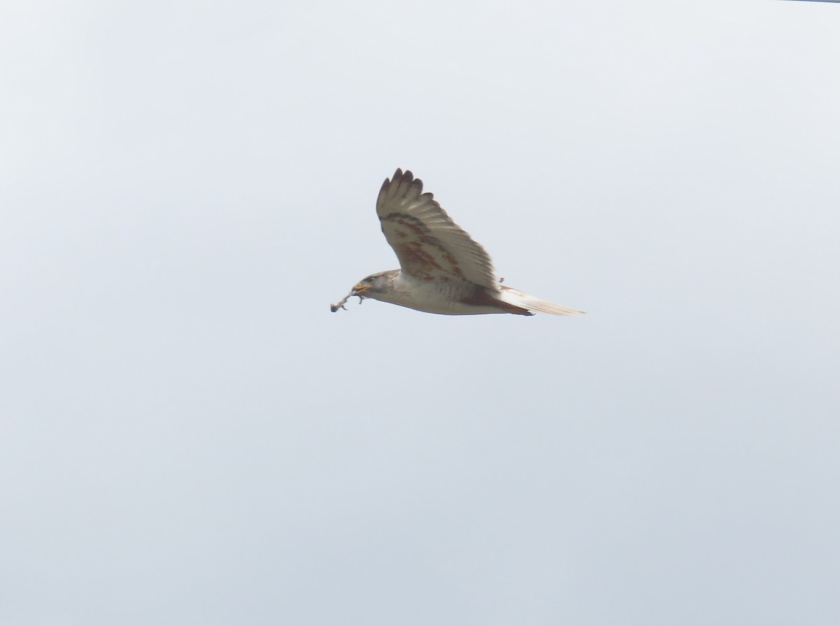 Ferruginous Hawk - Alex Viechec