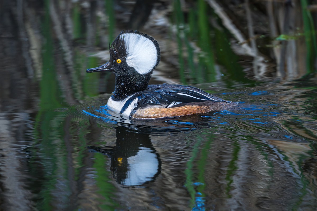 Hooded Merganser - Jay Eisenberg