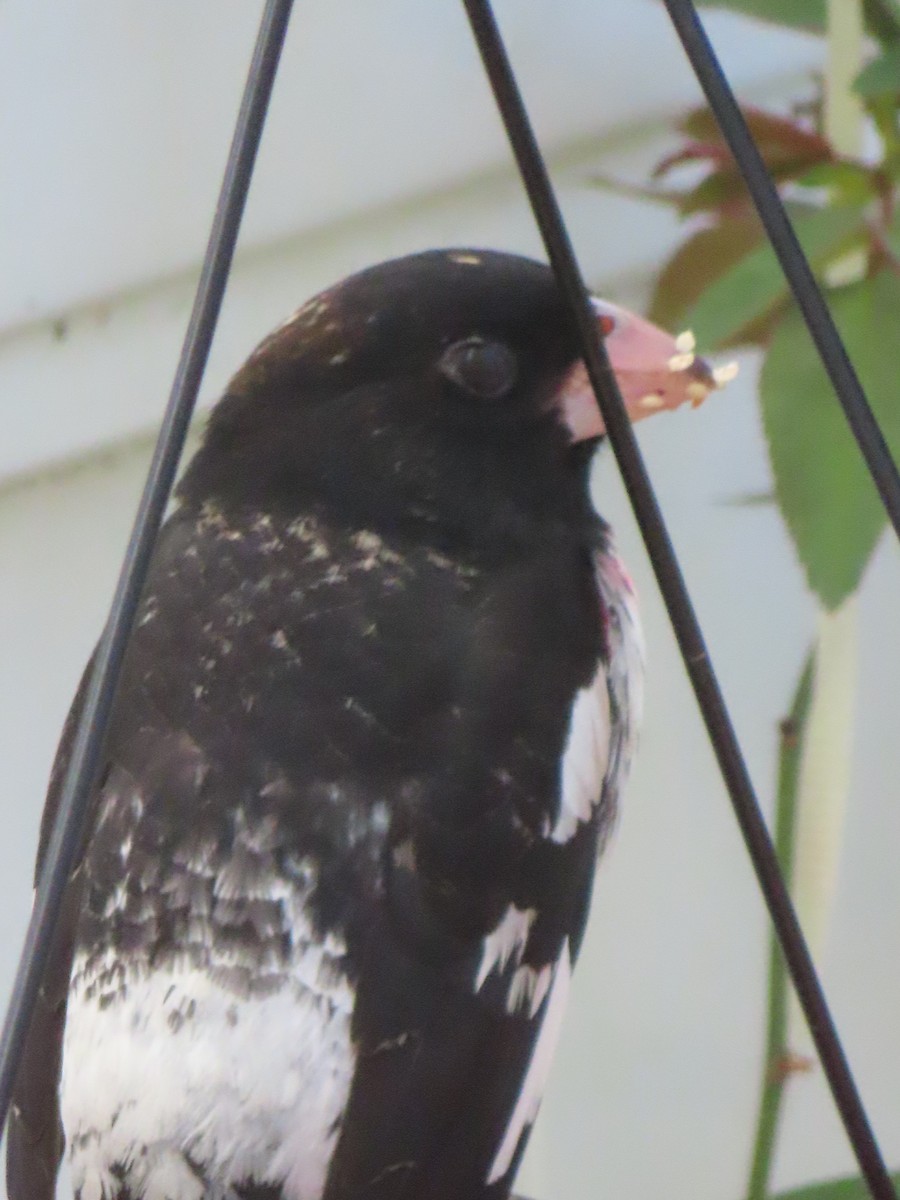 Rose-breasted Grosbeak - Christina Fyock