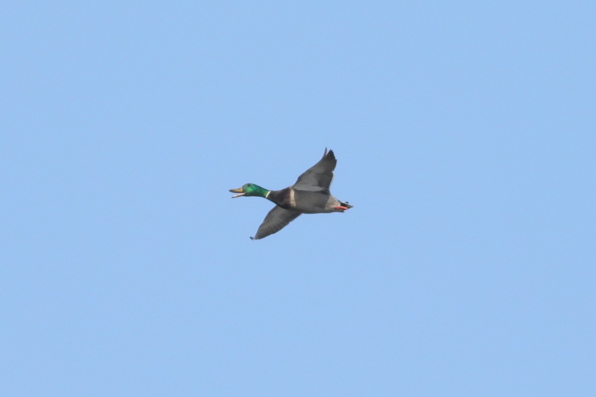 Mallard - ML618172707