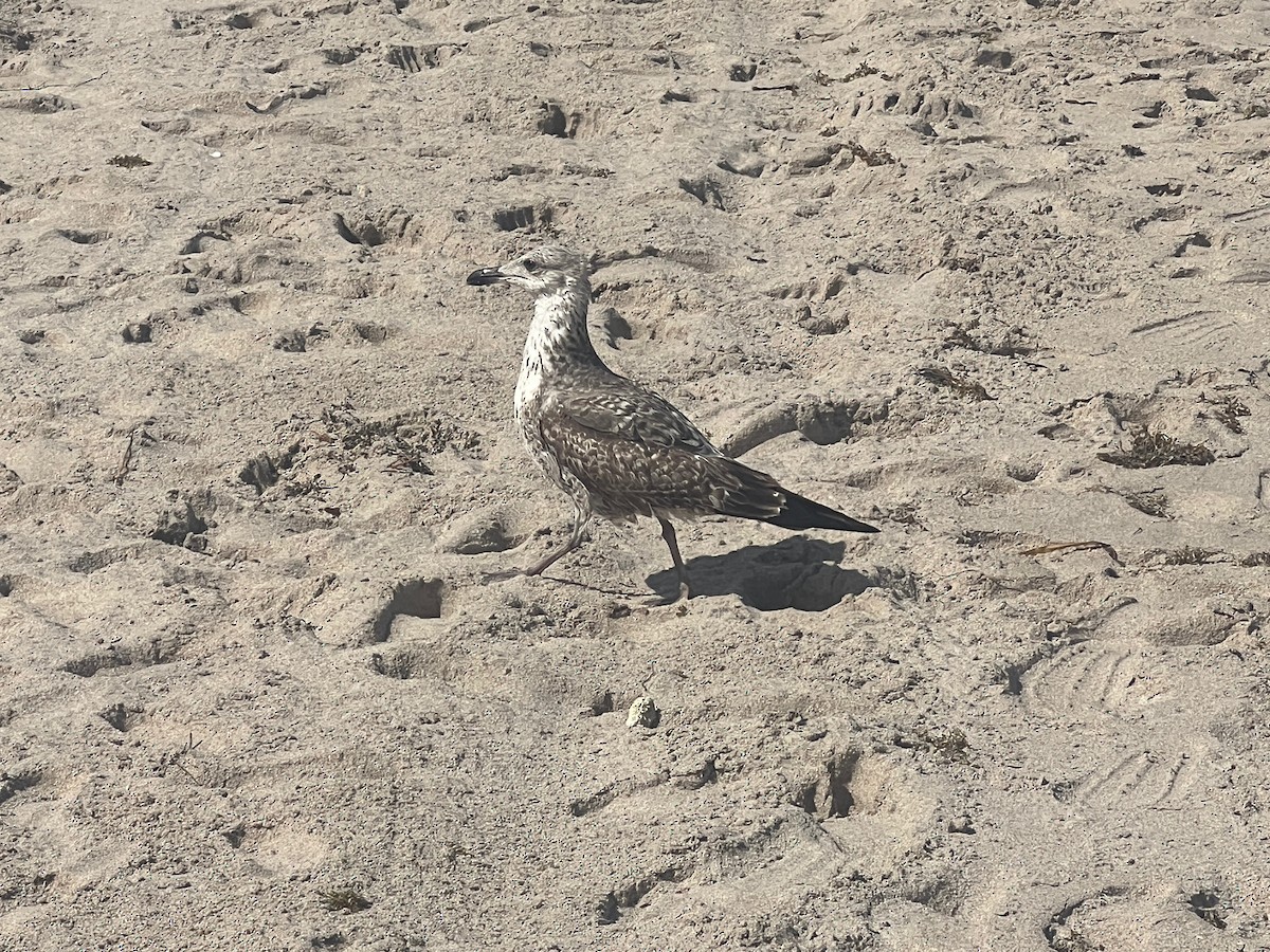 Lesser Black-backed Gull (graellsii) - ML618172719