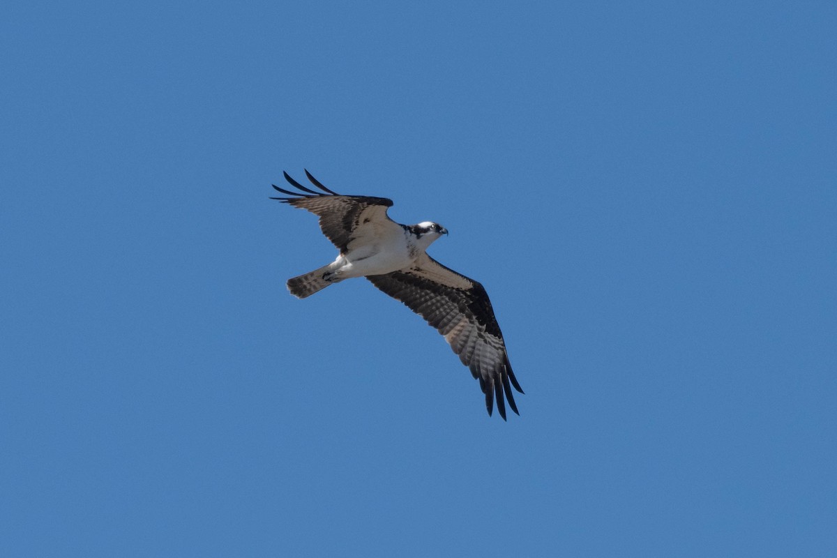 Osprey - André Desrochers