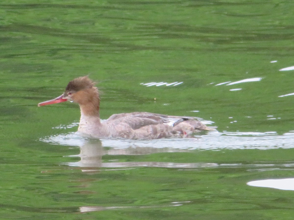 Red-breasted Merganser - Randy Schultz