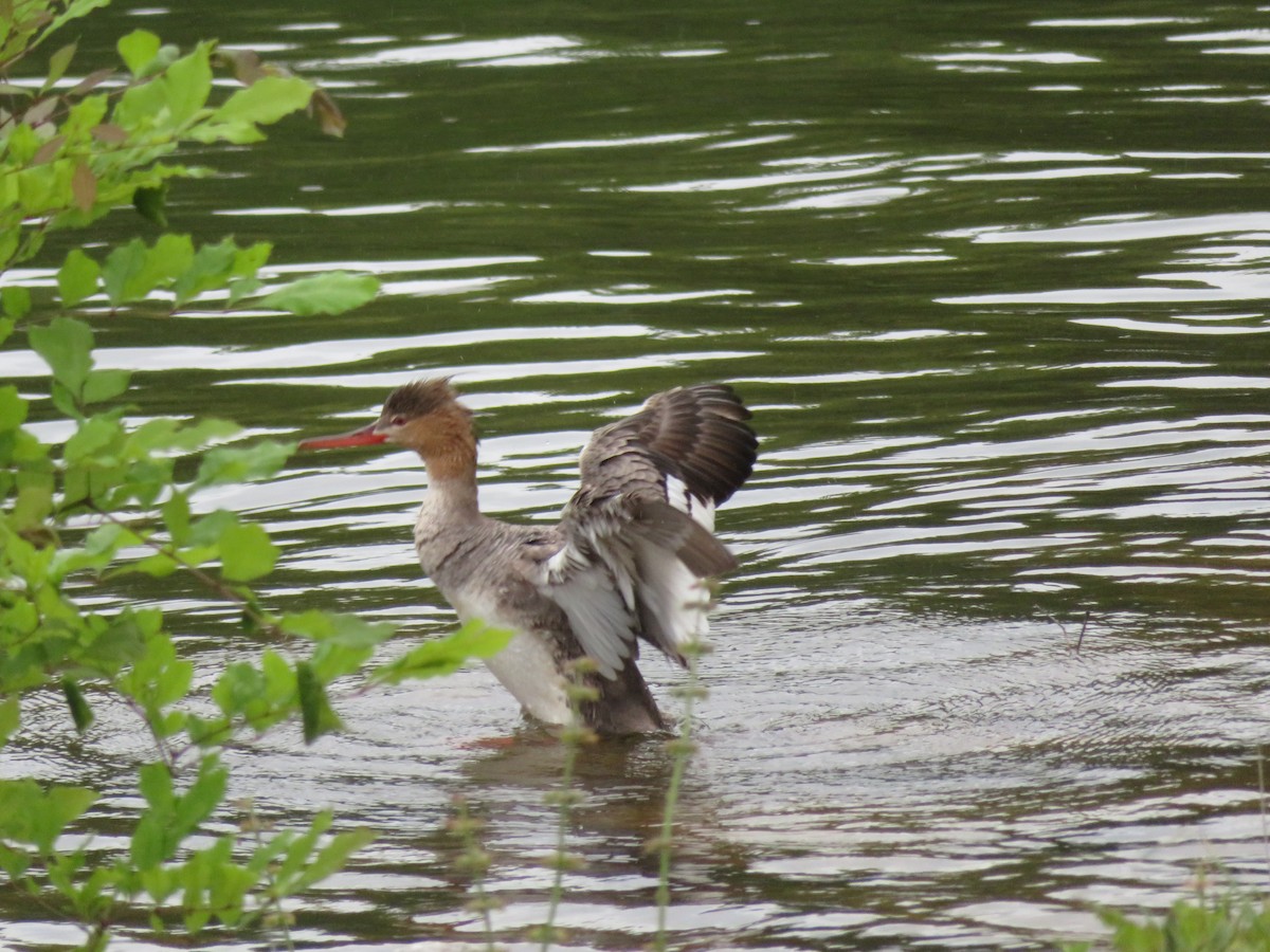 Red-breasted Merganser - Randy Schultz