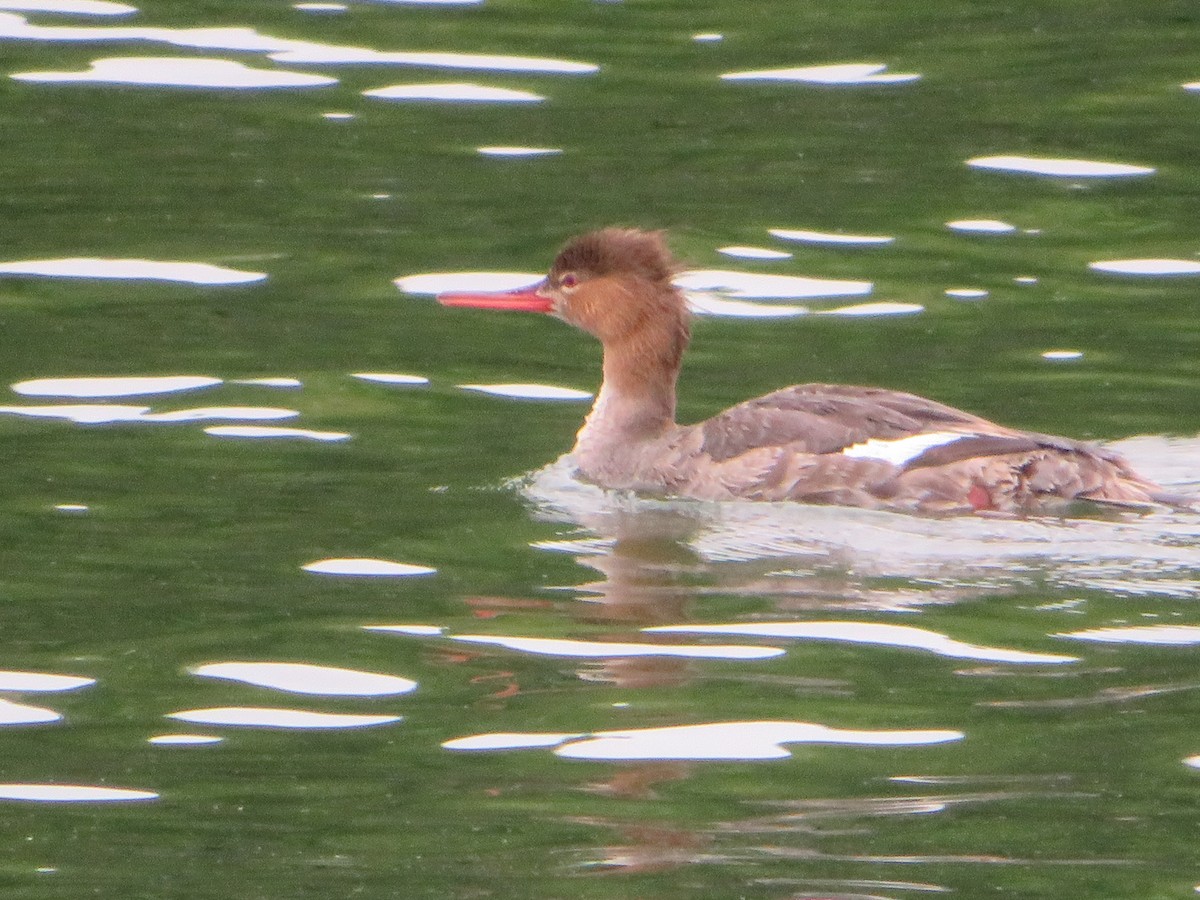 Red-breasted Merganser - Randy Schultz