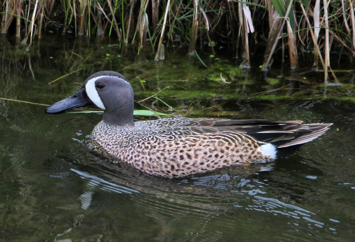 Blue-winged Teal - ML618172812