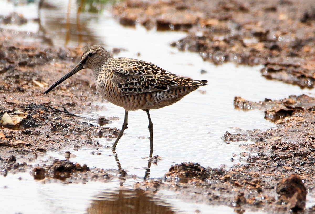 Long-billed Dowitcher - ML618172824