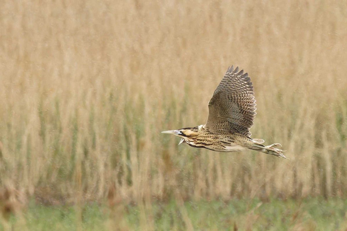 Great Bittern - ML618172882