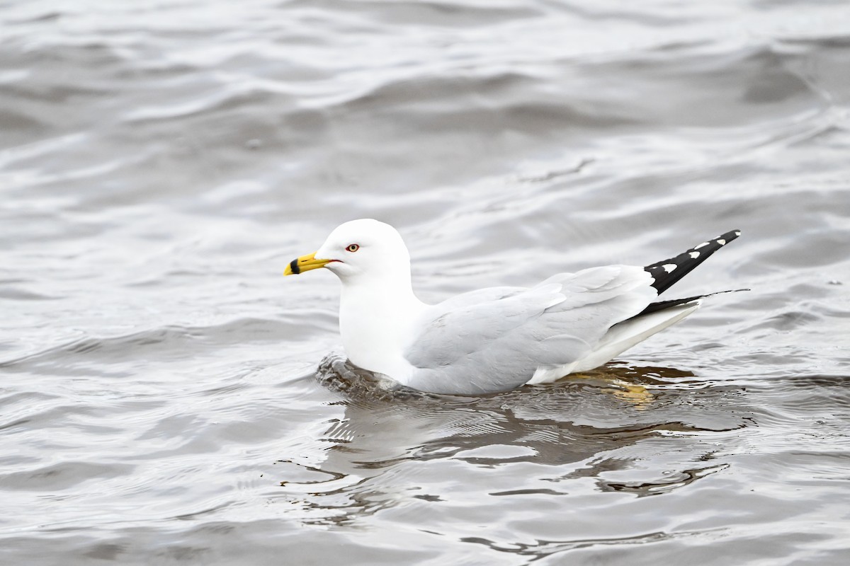 Ring-billed Gull - ML618172888