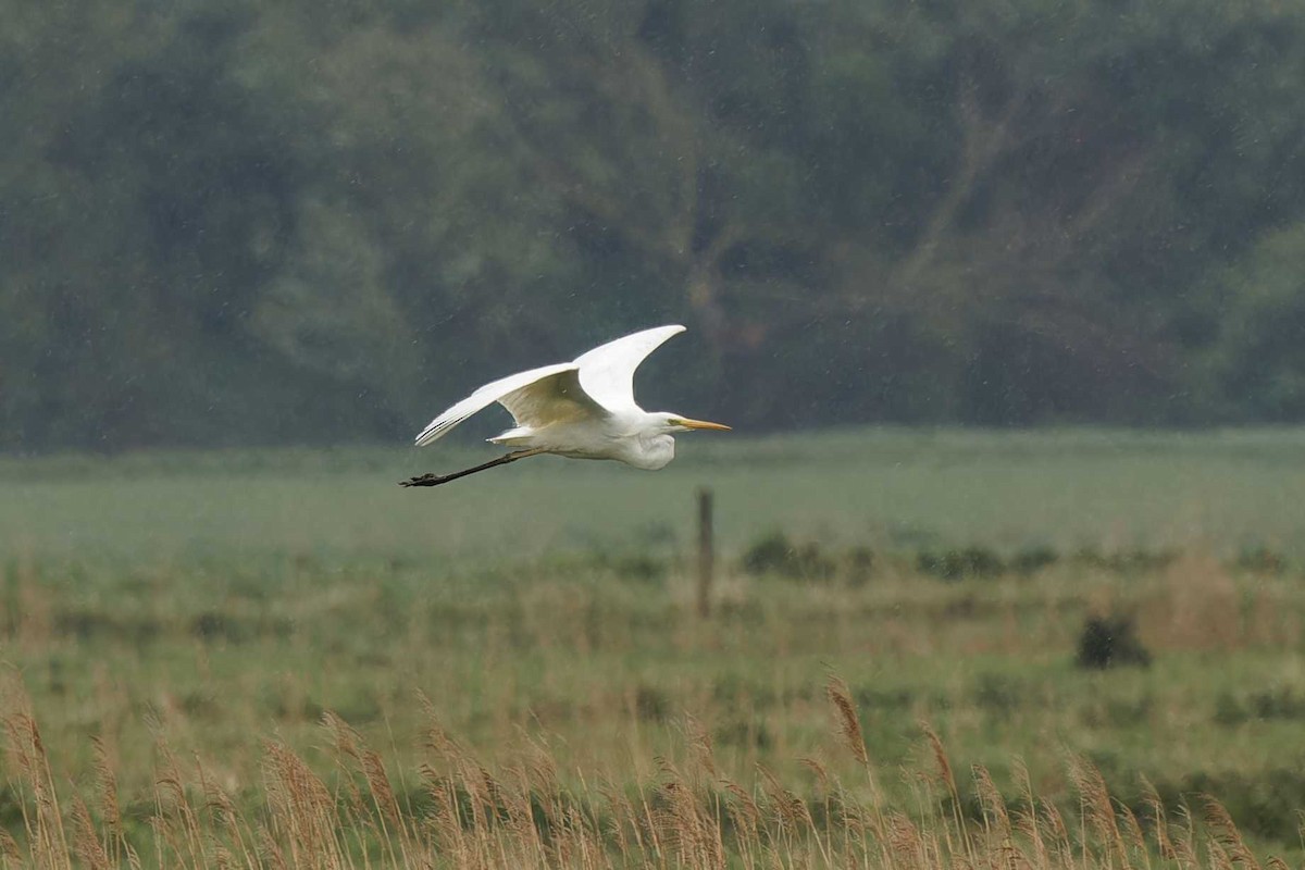 Great Egret - ML618172894