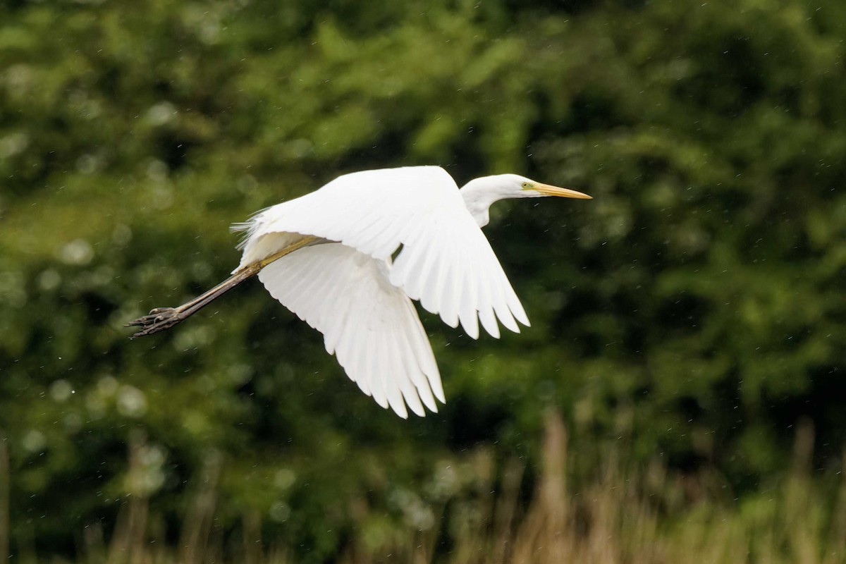 Great Egret - ML618172896