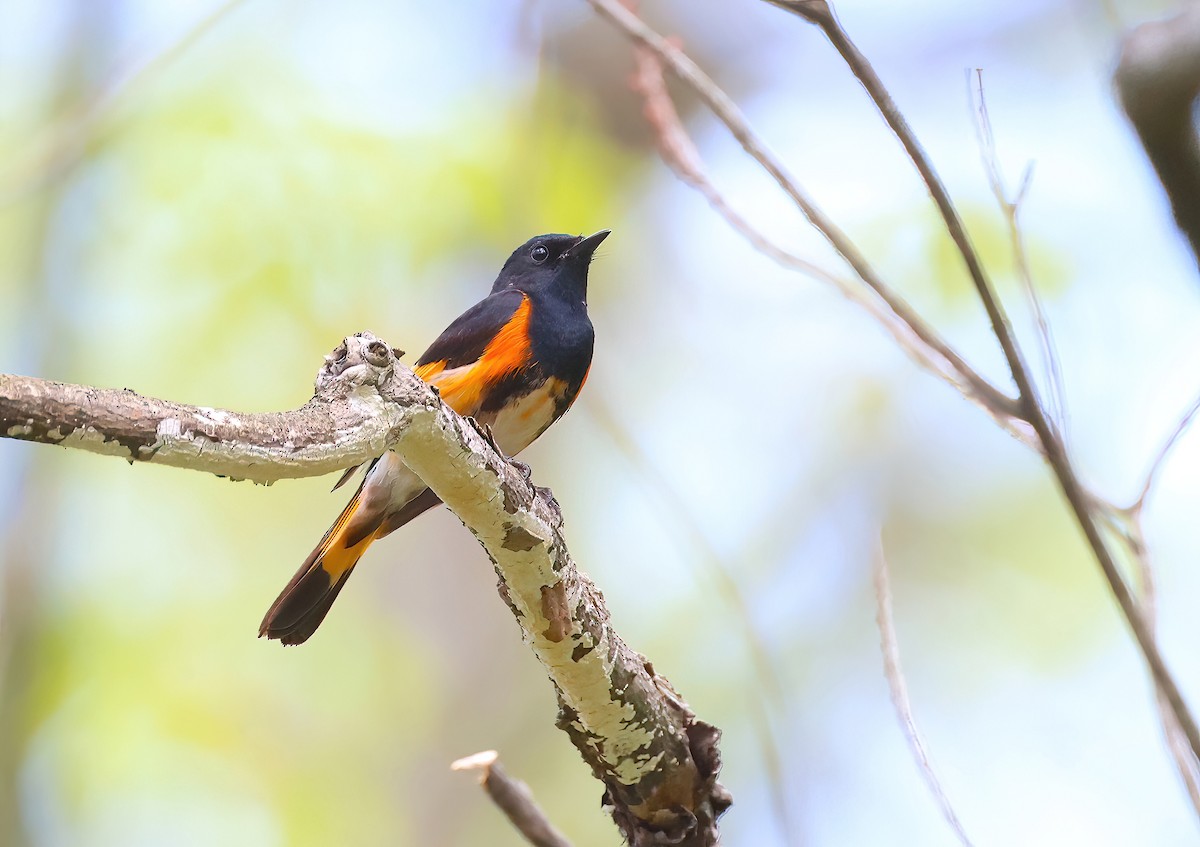 American Redstart - Anir Bhat