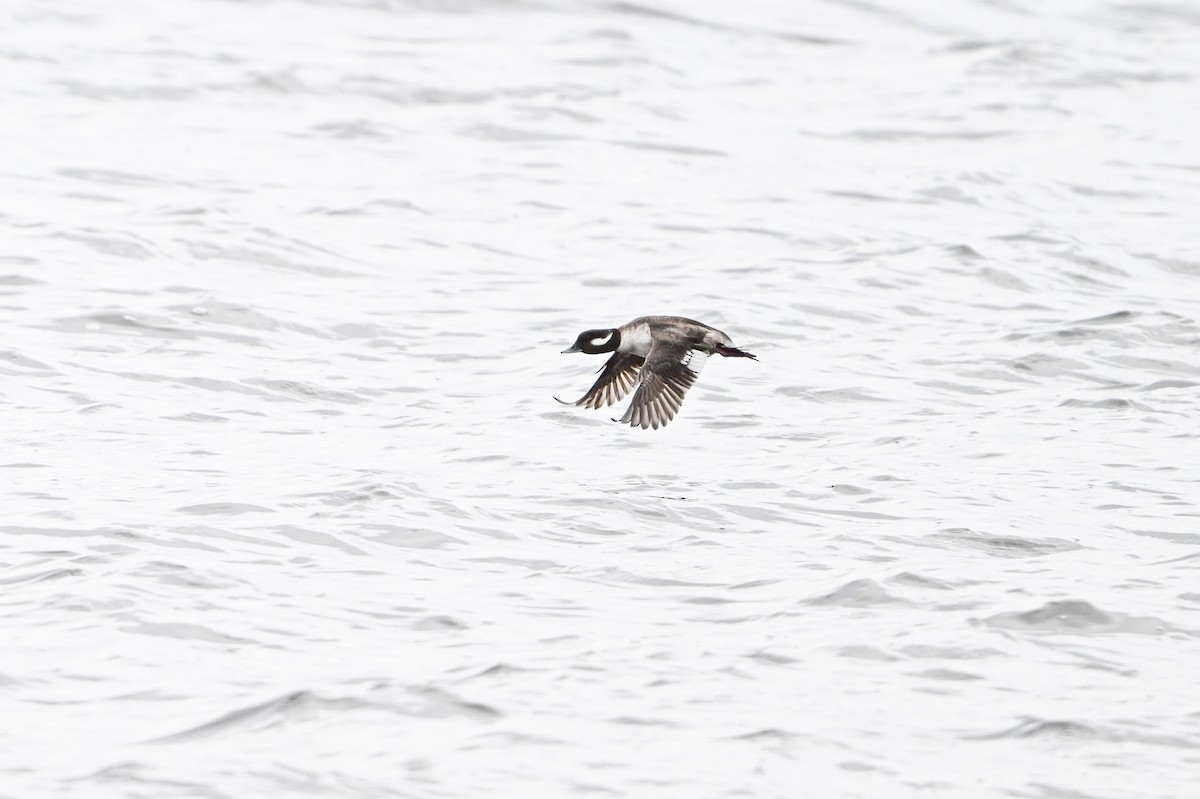 Bufflehead - ML618172911