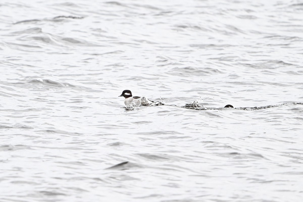 Bufflehead - ML618172912