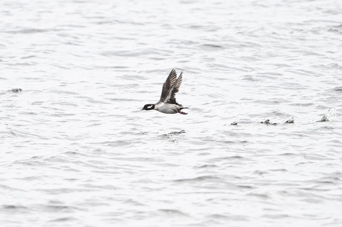 Bufflehead - ML618172913