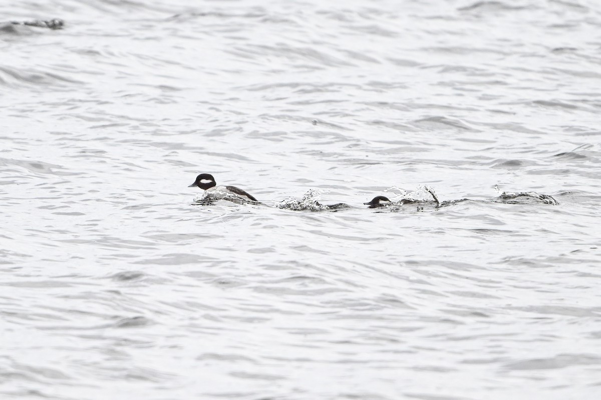 Bufflehead - ML618172914