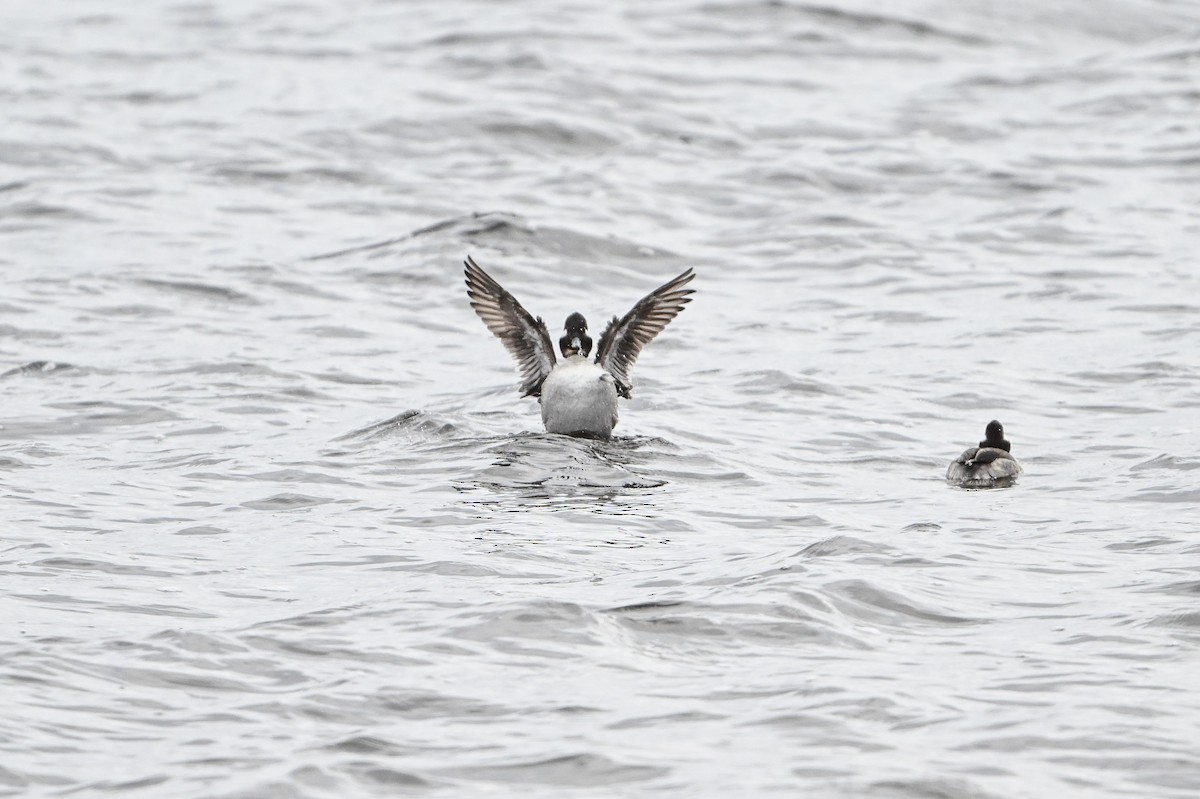 Bufflehead - Serg Tremblay