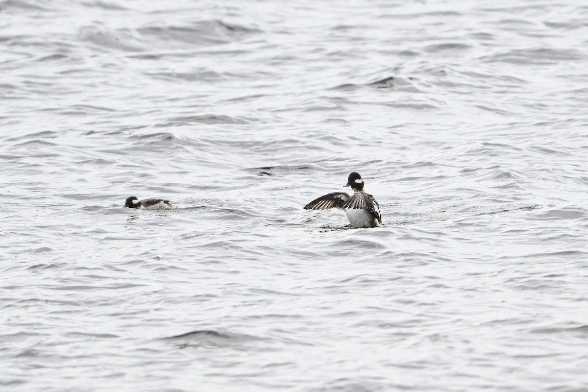 Bufflehead - ML618172917