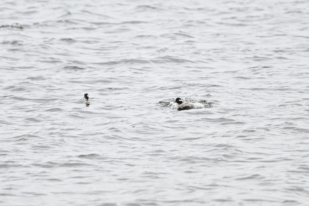 Bufflehead - ML618172918