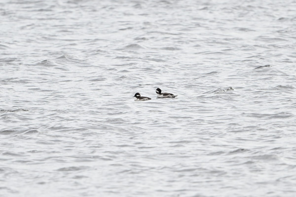 Bufflehead - ML618172919