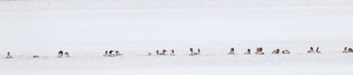 Red-breasted Merganser - Dave Czaplak