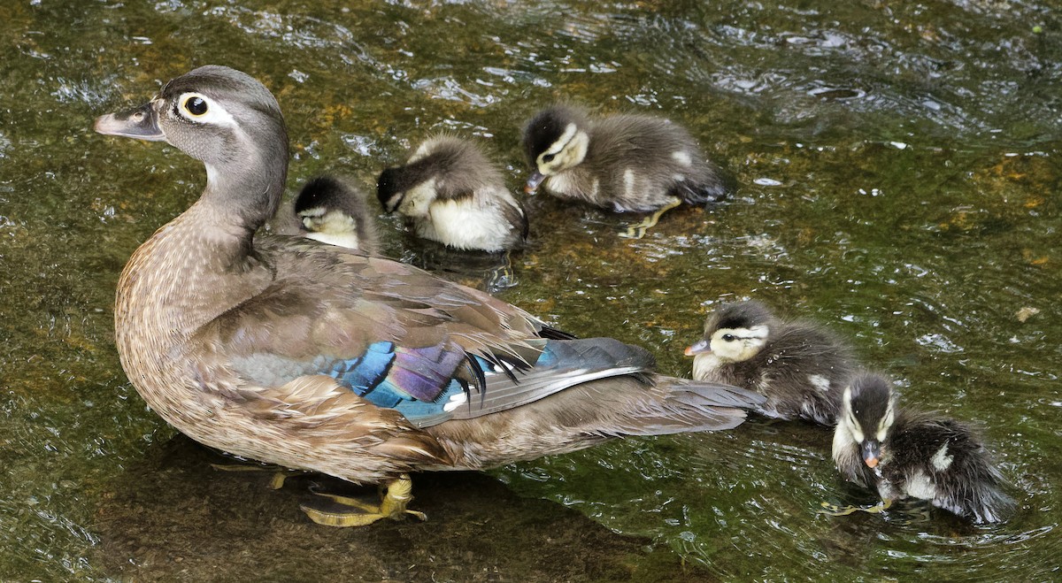 Wood Duck - Paul Edelman