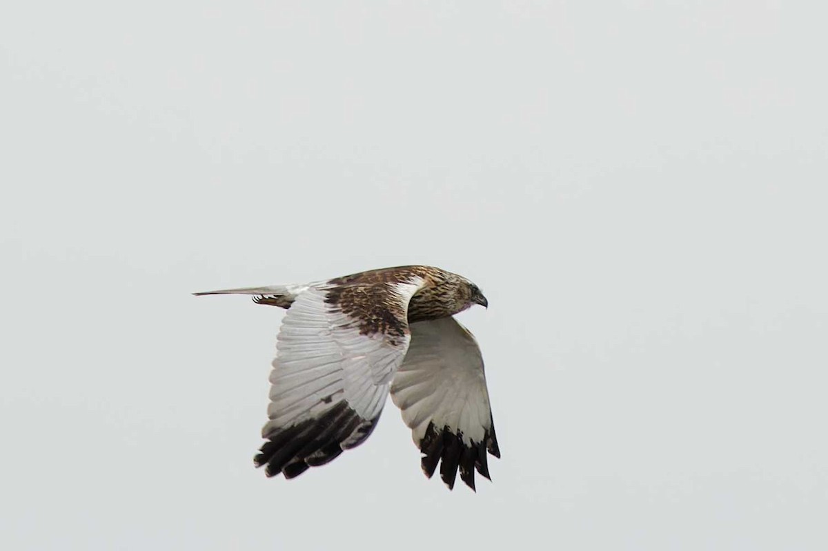 Western Marsh Harrier - ML618172928