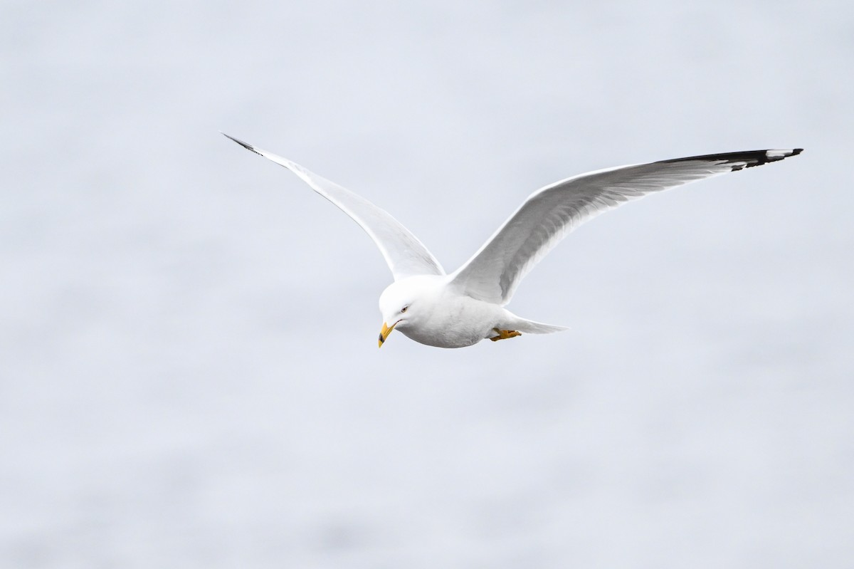 Ring-billed Gull - Serg Tremblay