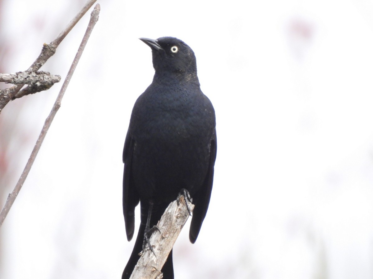 Rusty Blackbird - ML618172932