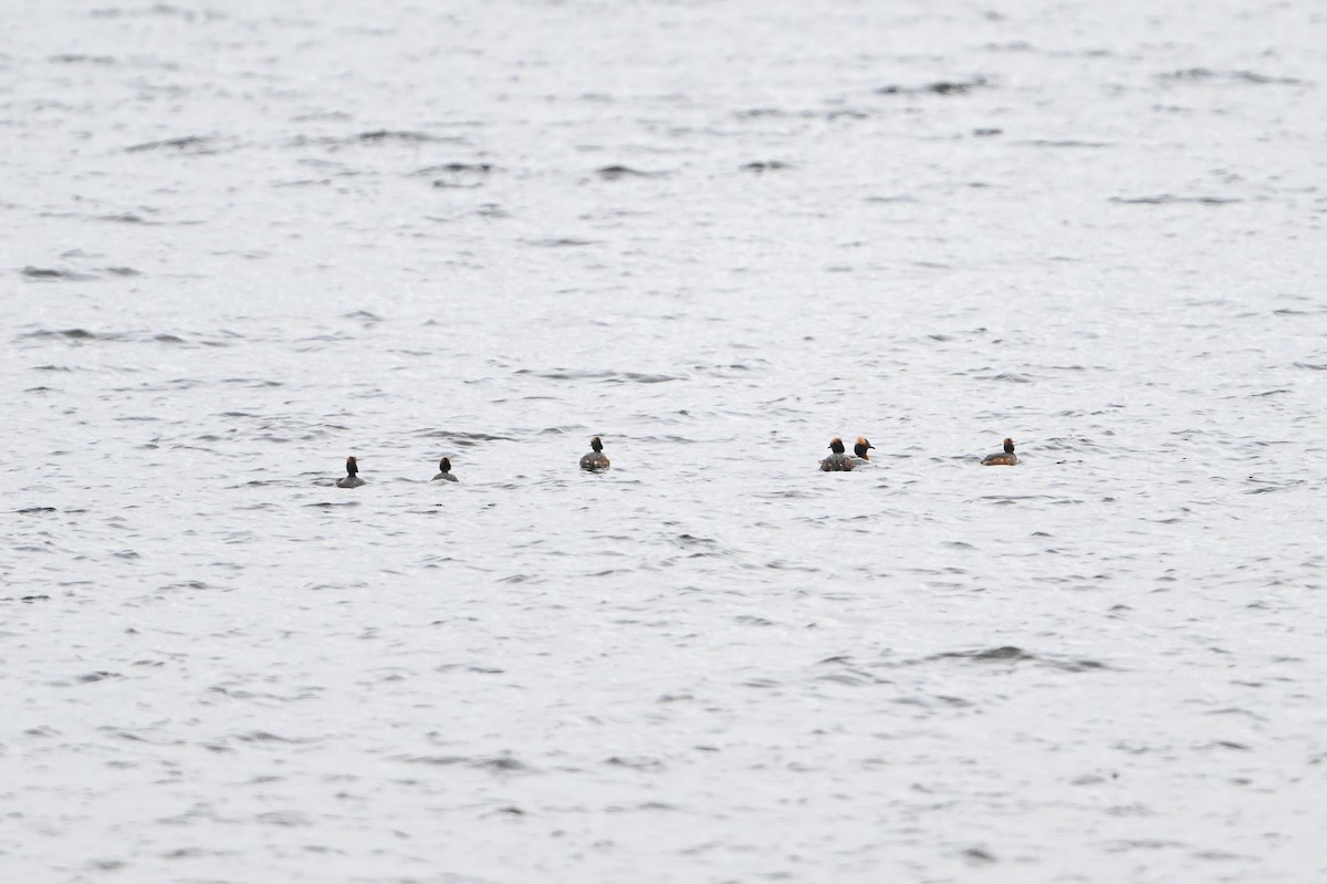 Horned Grebe - ML618172937