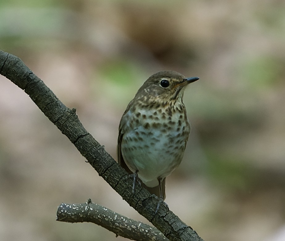 Swainson's Thrush - Paul Edelman