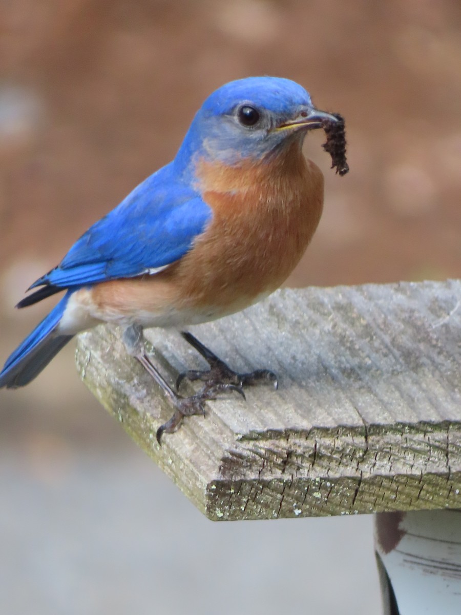 Eastern Bluebird - Christina Fyock