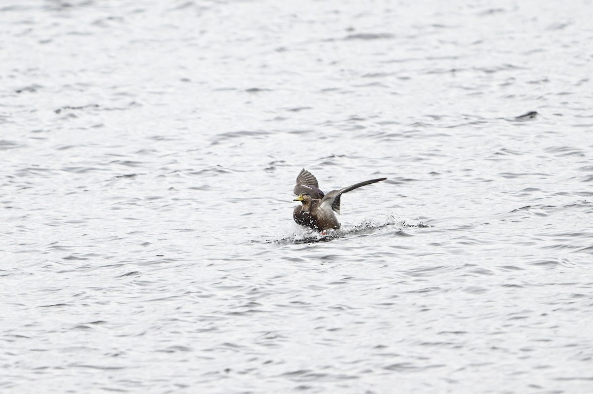 Canard colvert - ML618172966