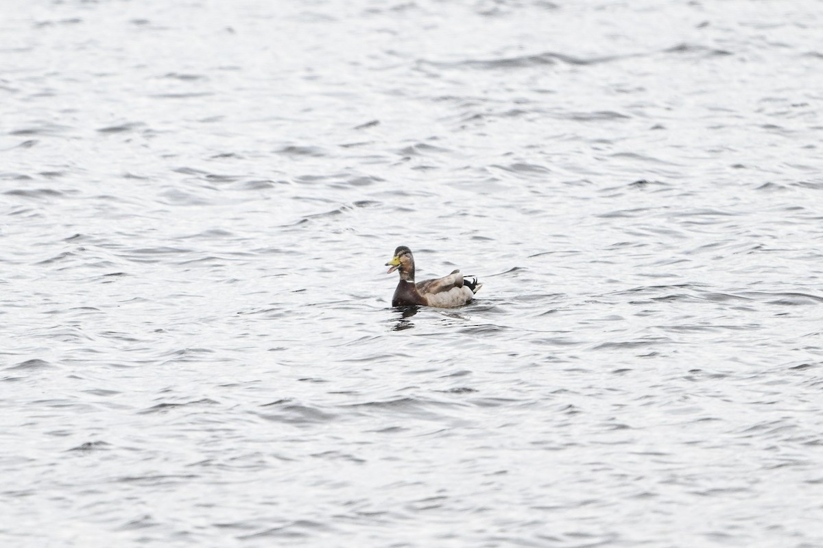 Canard colvert - ML618172967