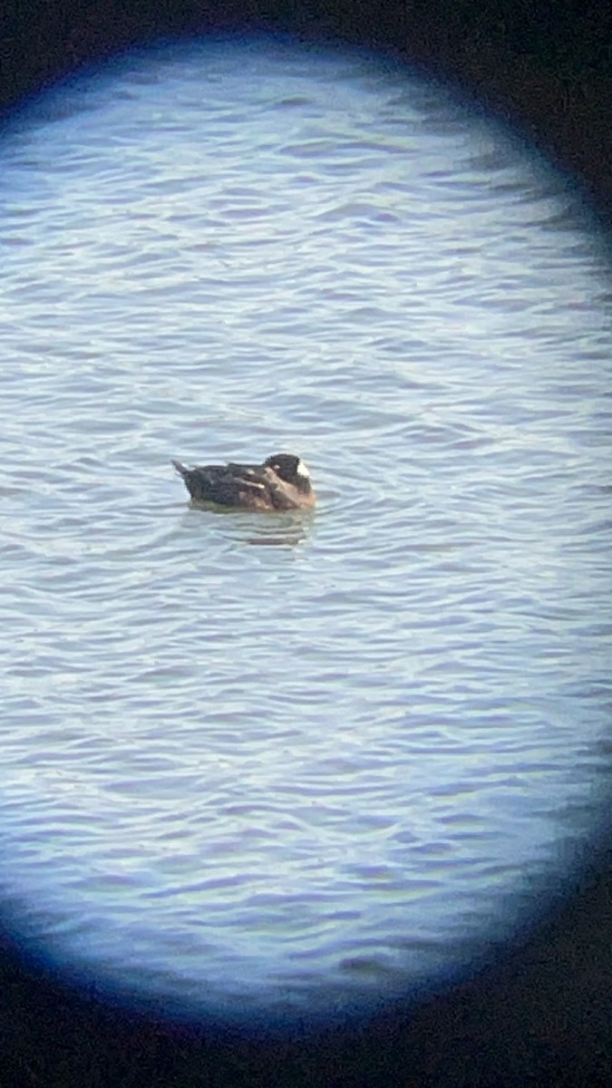 Surf Scoter - ML618172980