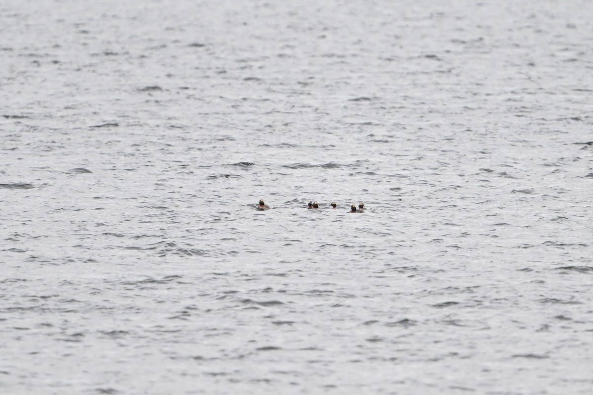 Horned Grebe - ML618172981