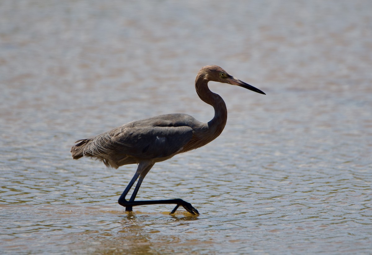 Reddish Egret - Anita  Spencer