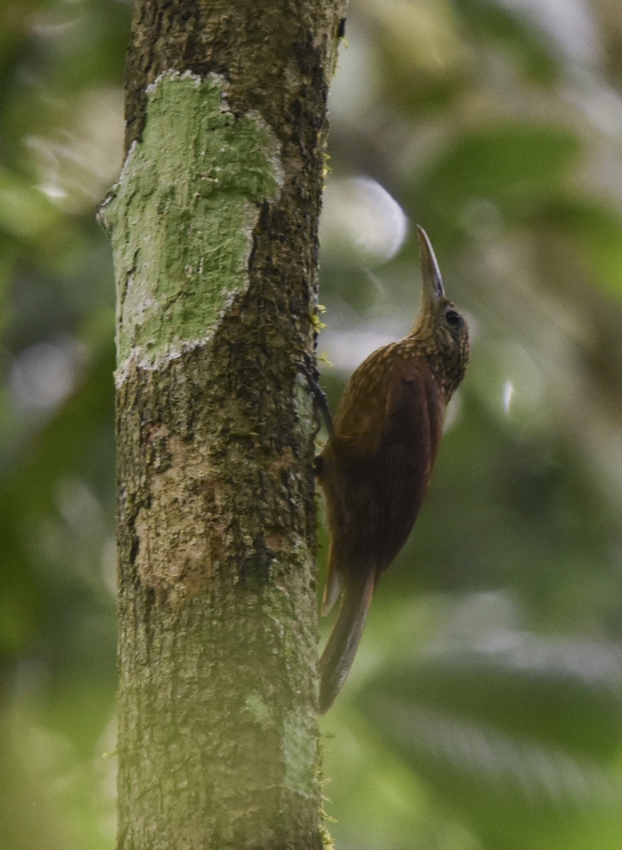 Buff-throated Woodcreeper - Annie Meyer