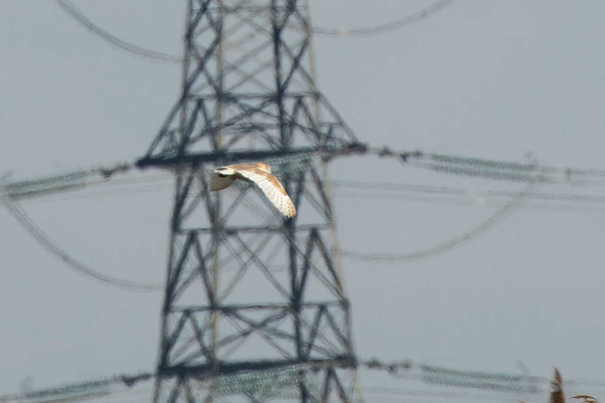 Barn Owl - Matthew Mellor