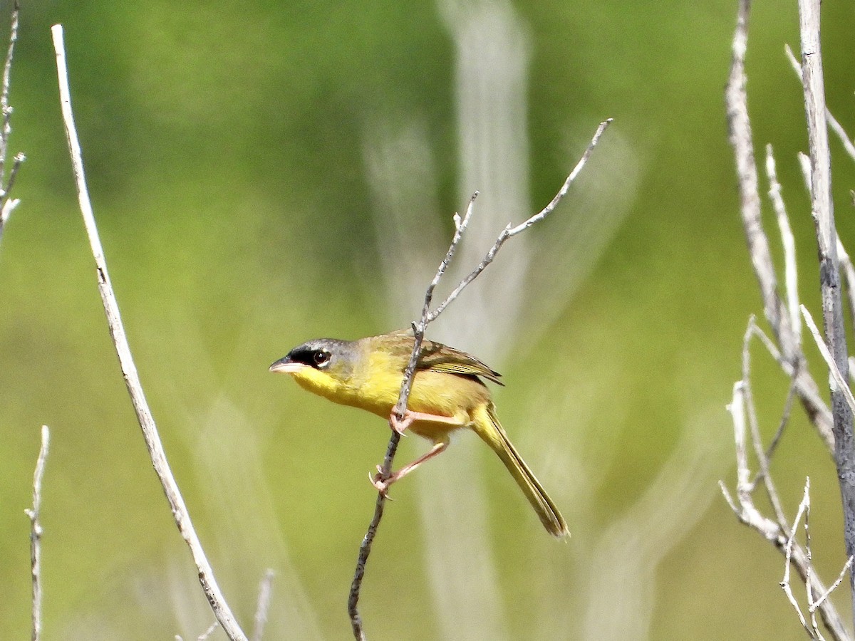 Gray-crowned Yellowthroat - Jezreel Barac Rivadeneyra Fiscal