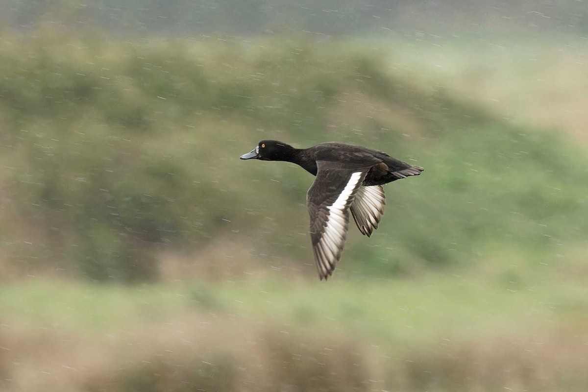 Tufted Duck - Matthew Mellor