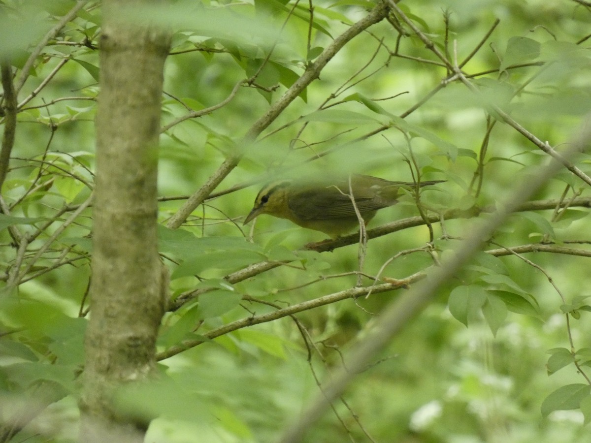 Worm-eating Warbler - Darrell Hance