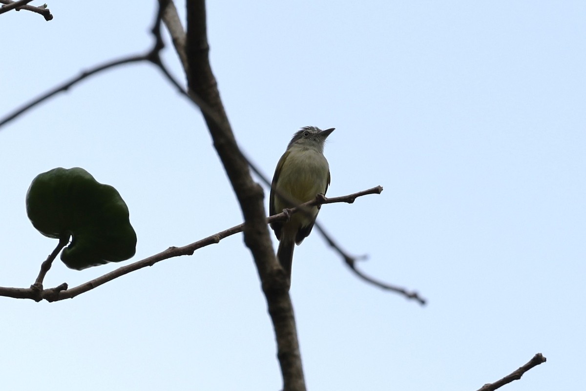 Yellow-olive Flatbill - Charles Davies