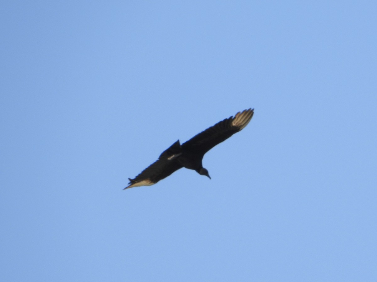 Black Vulture - Jezreel Barac Rivadeneyra Fiscal