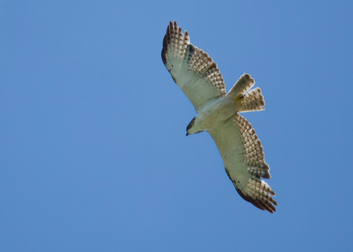 Short-tailed Hawk - Anita  Spencer