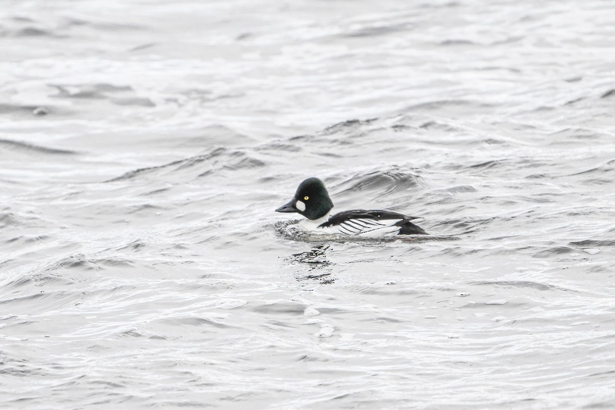 Common Goldeneye - Serg Tremblay