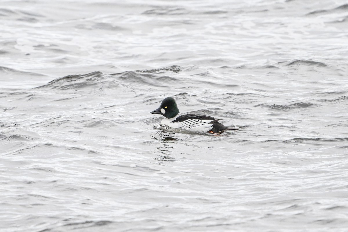 Common Goldeneye - Serg Tremblay